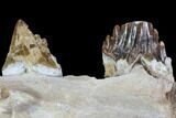 Archaeocete (Primitive Whale) Jaw Section - Basilosaur #89258-1